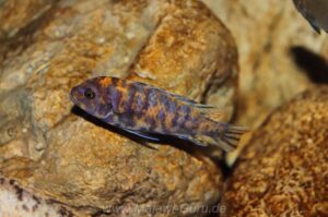 Metriaclima estherae 'Minos Reef'